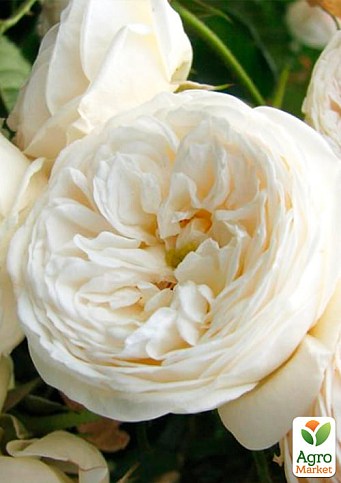 Роза английская "Белая сенсация" (саженец класса АА+) высший сорт - фото 2