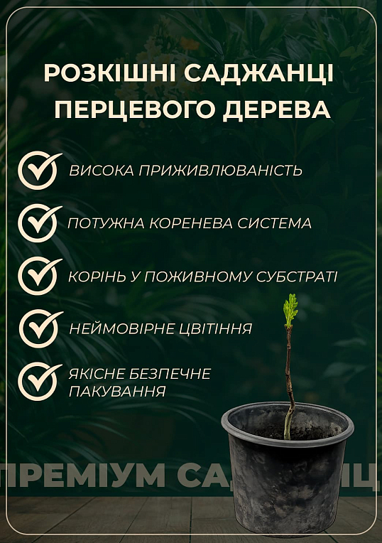 Сычуаньский перец "Zanthoxylum" (перечное дерево) высота 10см - фото 2