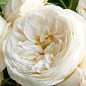 Роза английская "Белая сенсация" (саженец класса АА+) высший сорт купить