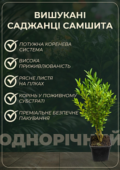 Самшит вічнозелений "Суфрутікоза" (Suffruticosa)5