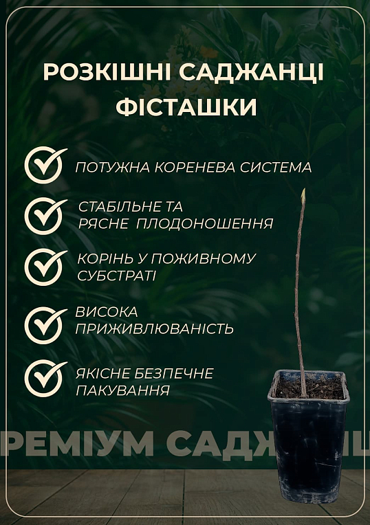 Фисташка 3-х летняя "Альбина" (высокоурожайная, морозостойкая, неприхотливая) - фото 2