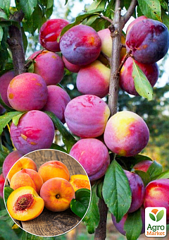 Слива диплоидная з ароматом персика "Шарафуга" (літній сорт, середній термін дозрівання)2
