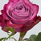 Роза чайно-гибридная "Deep Purple" (саженец класса АА+) высший сорт