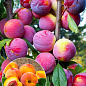 Слива диплоидная з ароматом персика "Шарафуга" (літній сорт, середній термін дозрівання)