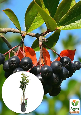 LMTD Арония черноплодная "Melanocarpa" (сортовая, укорененная) высота 40-60см