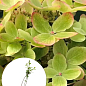 Гортензия 3-х летка метельчатая "Pastel Green"