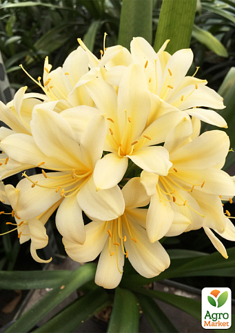 Кливия "Clivia Citrina" (вечнозеленое многолетнее комнатное растение) - фото 6