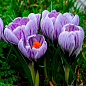 Крокус крупноцветковый "Pickwick" укорененный