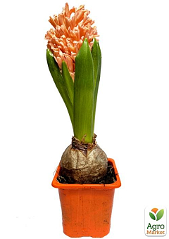 Гиацинт "Apricot Passion" (Нидерланды)4