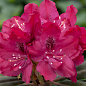 Рододендрон гібридний "Zygmunt III Waza"
