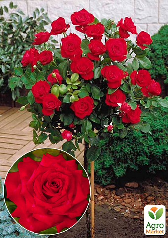 Троянда штамбова "Бургунд" (Burgundy) (саджанець класу АА +)
