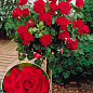 Троянда штамбова "Бургунд" (Burgundy) (саджанець класу АА +)