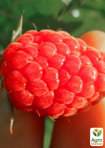 Малина "Версаль" (ранній термін дозрівання, високоврожайний та безшипий сорт) - фото 2