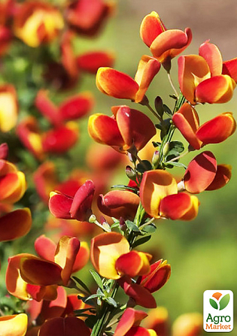 Ракитник 3-х летний "Killiney Red" вазон С4