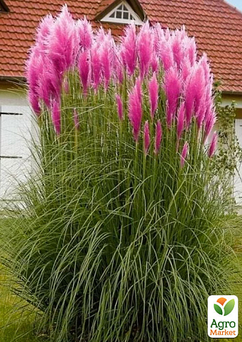 Кортадерія Пампасна трава 3х літня "Pink Feather" - фото 2