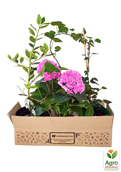 Падуб альтакларенский 3-х летний "Бельгика Ауреа"(Ilex x altaclerensis "Belgica Aurea") С2, высота 35-60см5