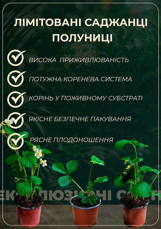 LMTD Клубника ремонтантная махровоцветущая "Cherry Blossom" (горшечное, длительное плодоношение)  - фото 4