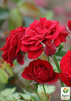 Роза чайно-гібридна "Червона мелкоцветковая"1