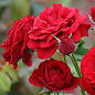 Роза чайно-гібридна "Червона мелкоцветковая"