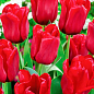 Тюльпан "Seadov" (Нидерланды) купить