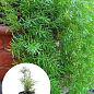 Аспарагус (Asparagus Densiflorus)