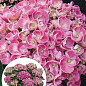 LMTD Гортензия крупнолистная кудрявая цветущая 2-х летняя "Curly Wurly Pink" (25-35см)