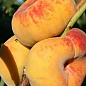 Инжирный персик "Свит Багел (Sweet Bagel)" (летний сорт, поздний срок созревания)