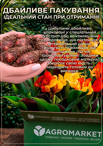 Канна Низькоросла "Crimson Beauty" - фото 4