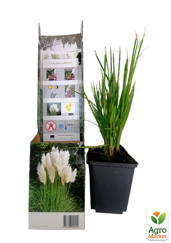 Кортадерия Серебристая "White" (пампасная трава) - фото 5