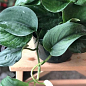 Епіпремнум нефритовий "Jade" (Epipremnum Jade) купить