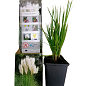 Кортадерия Серебристая "White" (пампасная трава)