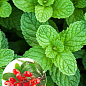 М'ята Барбарисова Якима (Mentha spicata Yakima)