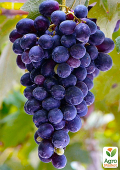 Эксклюзив! Виноград фиолетово-синий "Затмение" (премиальный винный сорт, устойчив к заболеваниям плодов и гроздьев)1