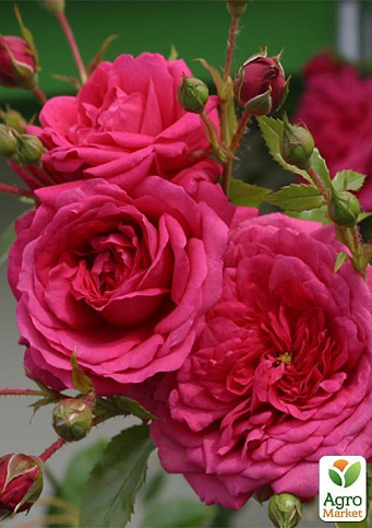 Роза плетистая "Laguna"  (саженец класса АА+) высший сорт - фото 4