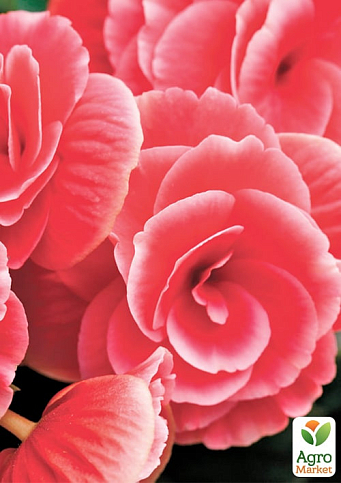 Бегонія квітуча "Camellia" - фото 4