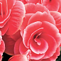 Бегония цветущая "Camellia"