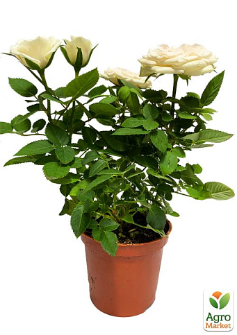 Роза Миниатюрная (комнатная) "Snow White" (Нидерланды) - фото 6