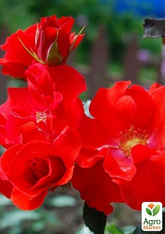 Троянда флорибунда "La Sevillana" (саджанець класу АА +) вищий сорт1