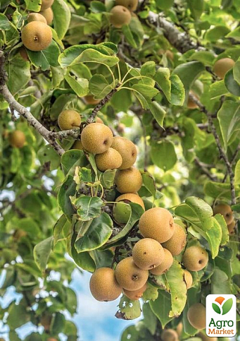 Азіатська груша "Ніджісейки" (солодкий, суперсоковий сорт, середній термін дозрівання) - фото 2