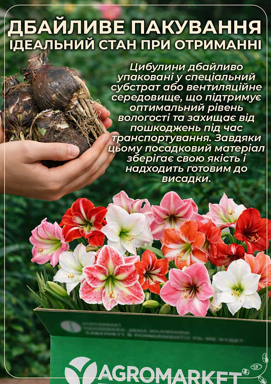 Гиппеаструм махровый "Polar Belle" (Амариллис)  - фото 3