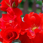 Роза флорибунда "La Sevillana" (саженец класса АА+) высший сорт
