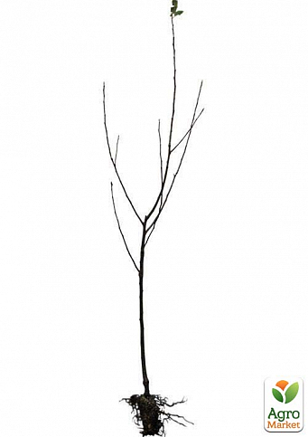 Дерево-сад Яблуня "Голден+Фукутамі+Роялті" - фото 2