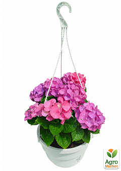 LMTD Гортензия крупнолистная цветущая 3-х летняя "Jip Pink" (30-40см)4