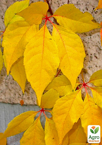 Виноград девичий пятилисточковый "Yellow Wall" С2 высота 40-90см - фото 2