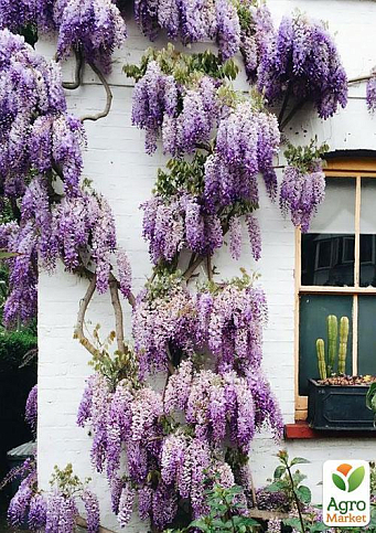 Глициния сиреневая “Модный дом”