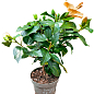 Гибискус комнатный "Boreas Orange" 