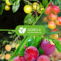 Минеральное удобрение PLANT BUILDER "Для фруктовых деревьев и кустарников" (Плант билдер) ТМ "AGRO-X" 80г цена
