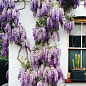 Глициния сиреневая “Модный дом”
