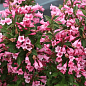 Вейгела "Tango" (Weigela Florida)