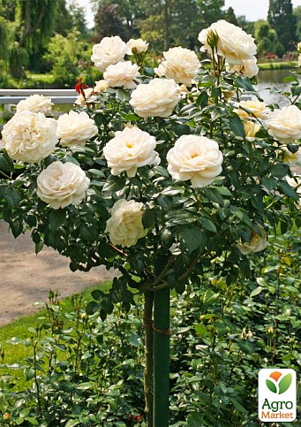LMTD Роза на штамбе цветущая 3-х летняя "Royal White" (укорененный саженец в горшке, высота50-80см) - фото 3